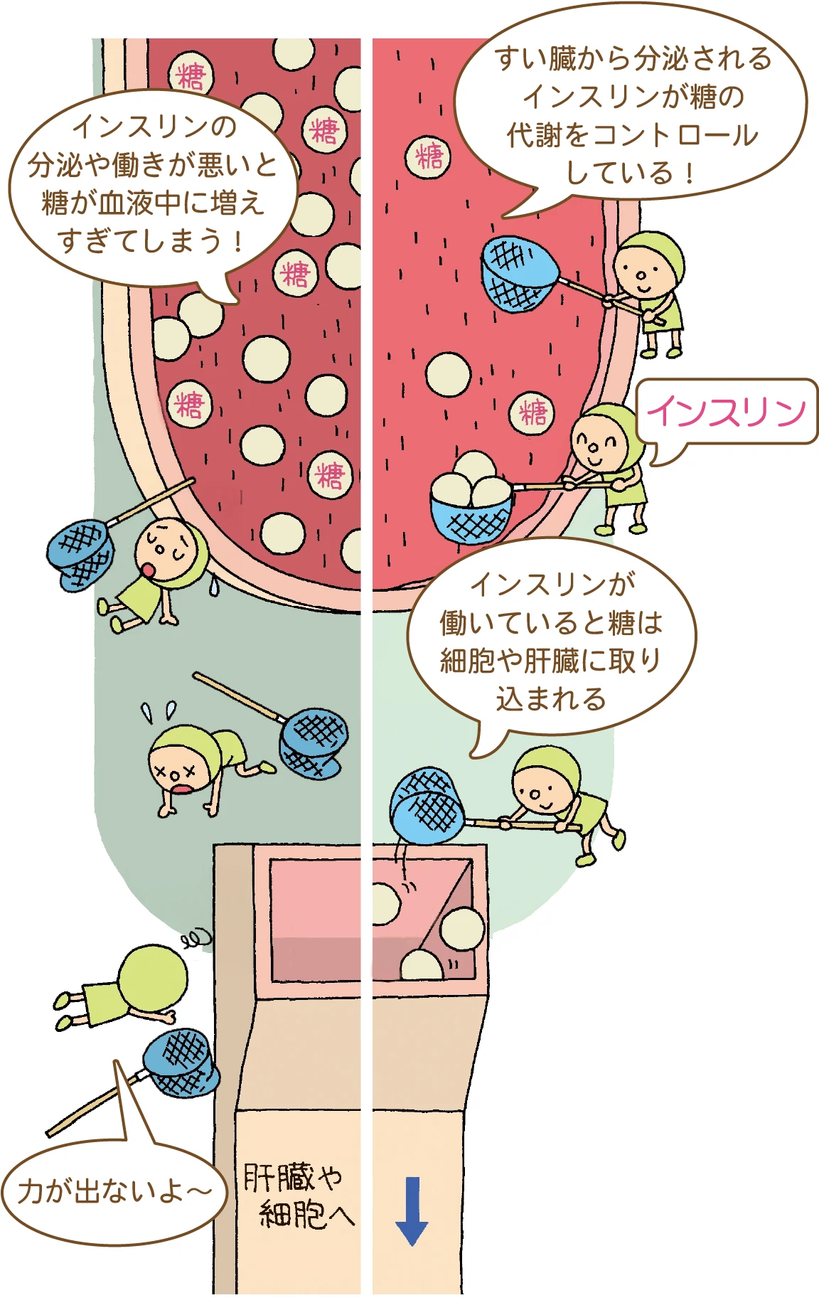 図解：コレステロールの働き