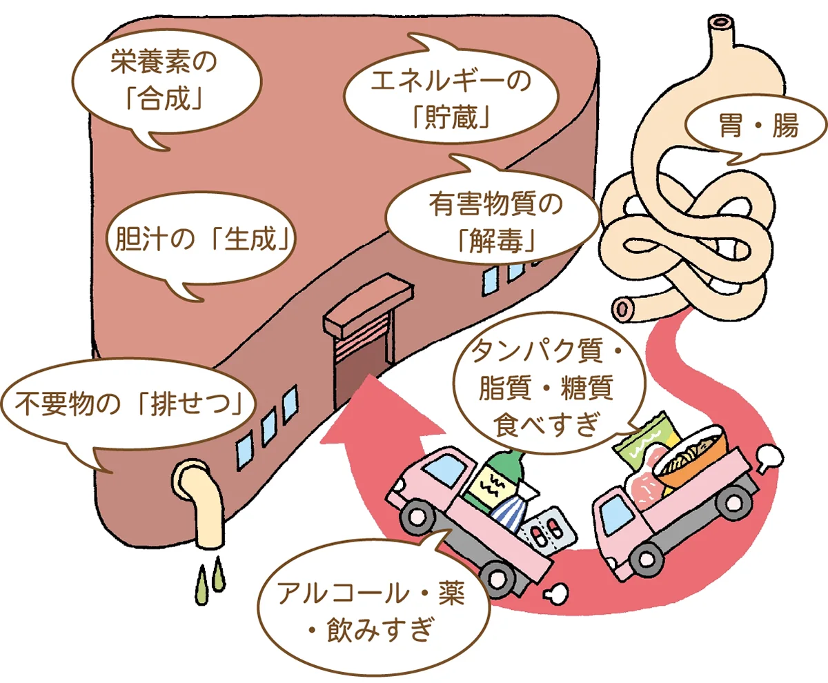 図解：肝臓機能