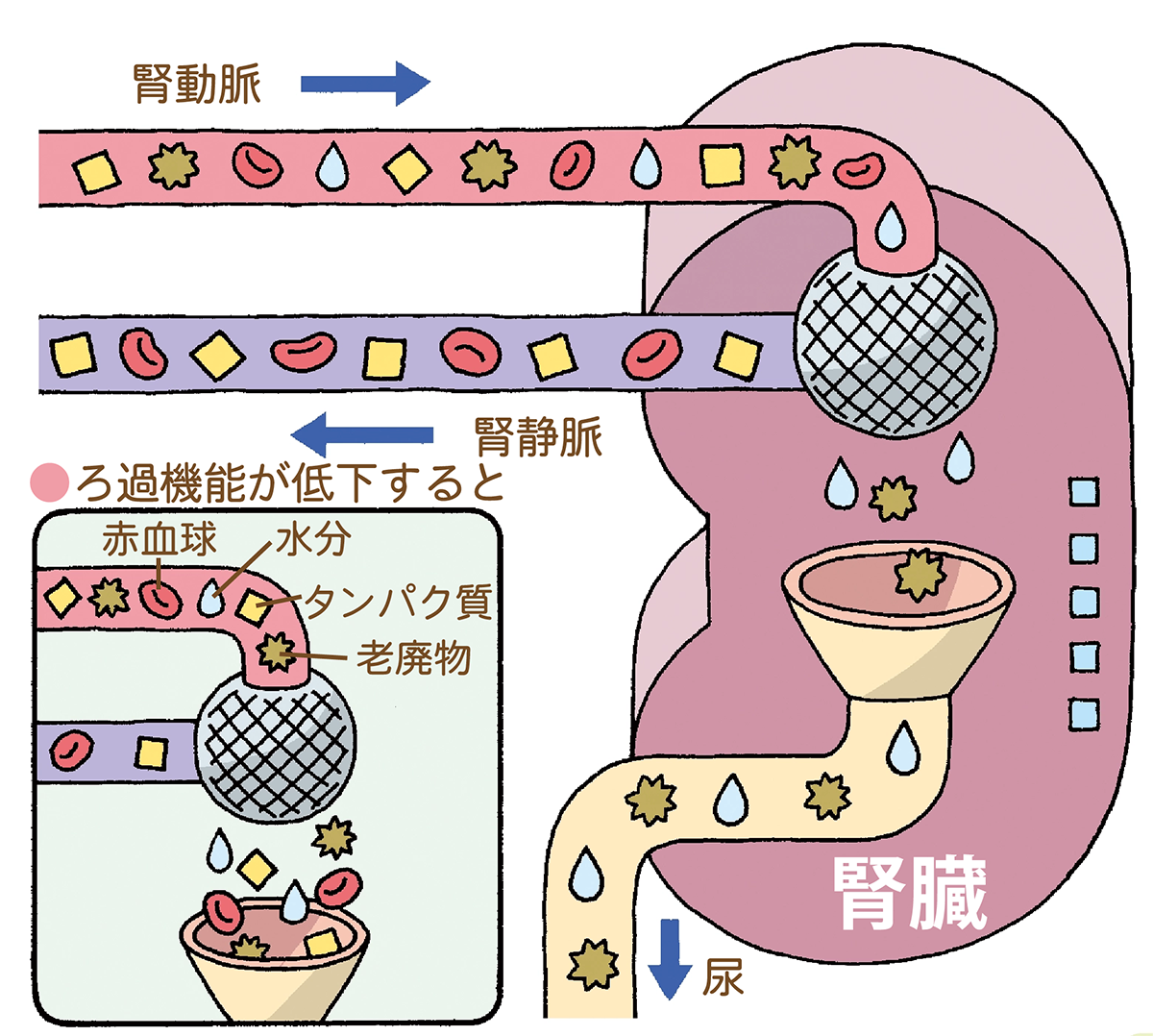 図解：腎臓機能
